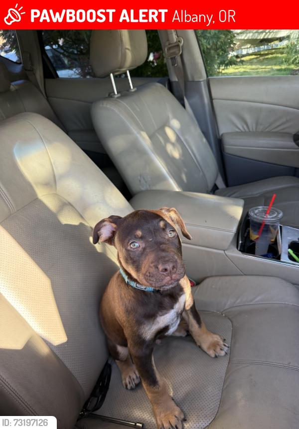 Lost Male Dog last seen pacific blvd se, Albany, OR 97321