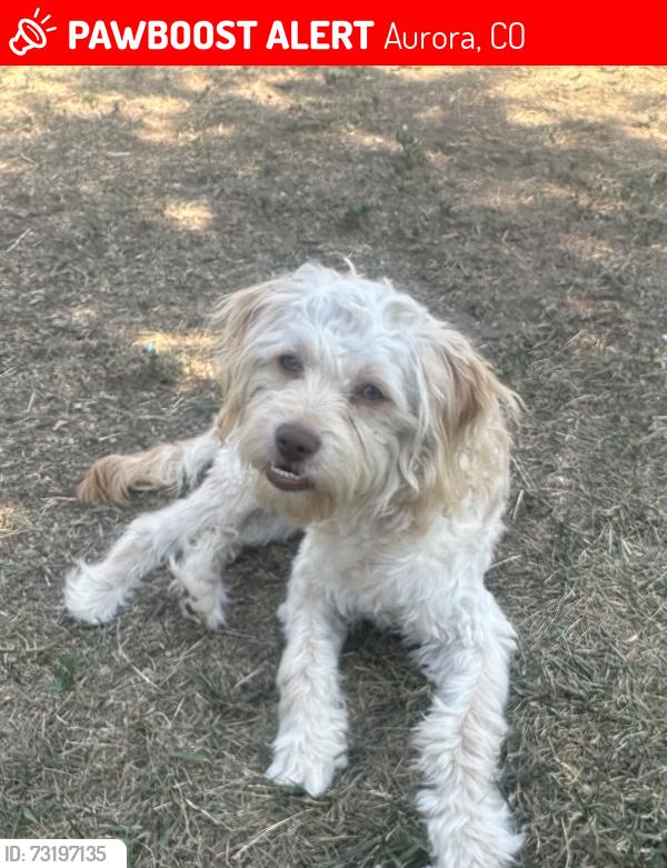 Lost Male Dog last seen Potomac & E 13th ave, Aurora, CO 80011