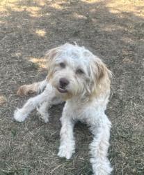 Lost Male Dog last seen Potomac & E 13th ave, Aurora, CO 80011