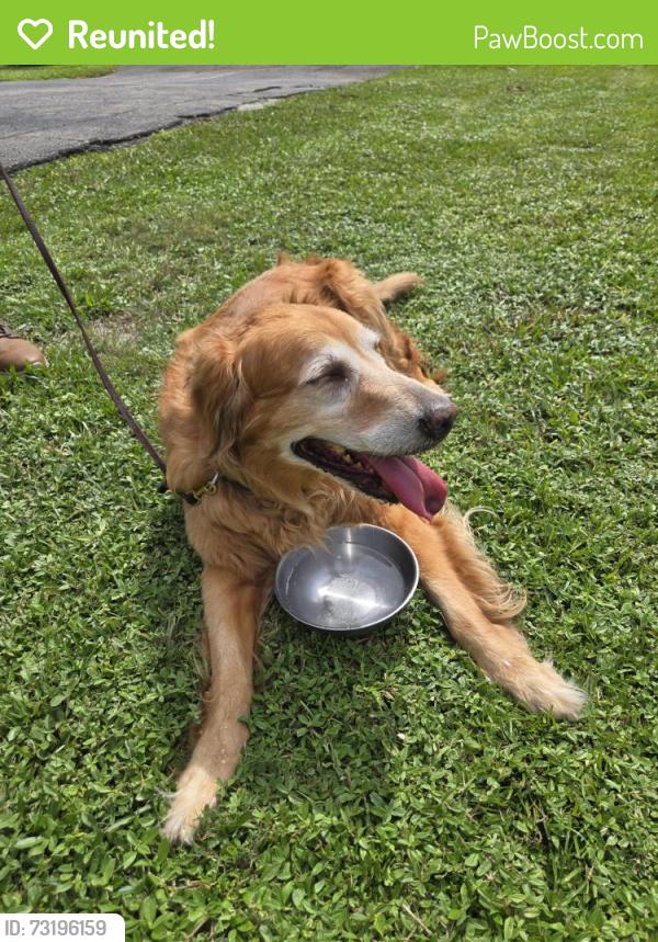 Reunited Female Dog last seen Holly drive., Palm Beach Gardens, FL 33410
