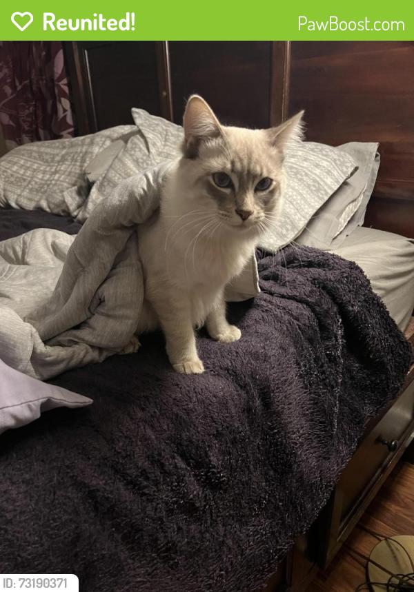 Reunited Male Cat last seen Prospect Ave Meriden, Meriden, CT 06451