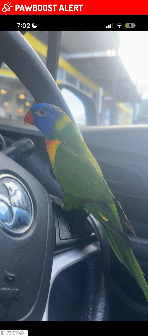Lost Female Bird last seen Creekside collage cs hub, Caroline Springs, VIC 3023