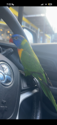 Lost Female Bird last seen Creekside collage cs hub, Caroline Springs, VIC 3023