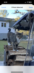 Lost Female Cat last seen Country club, Pender County, NC 28443