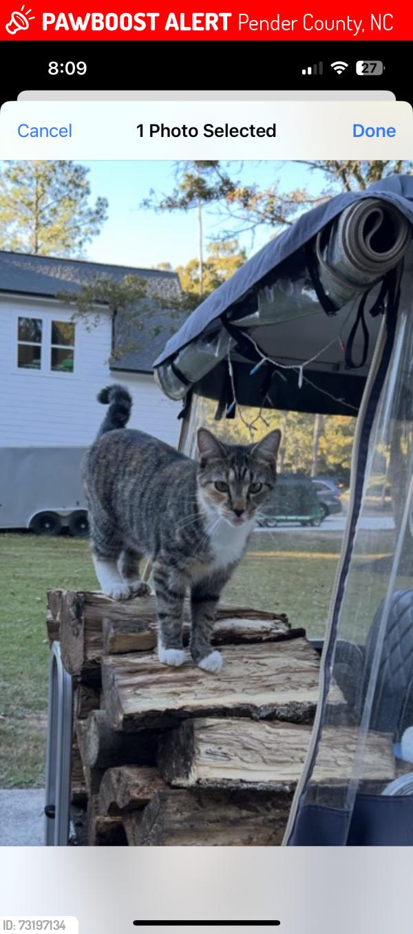 Lost Female Cat last seen Country club, Pender County, NC 28443