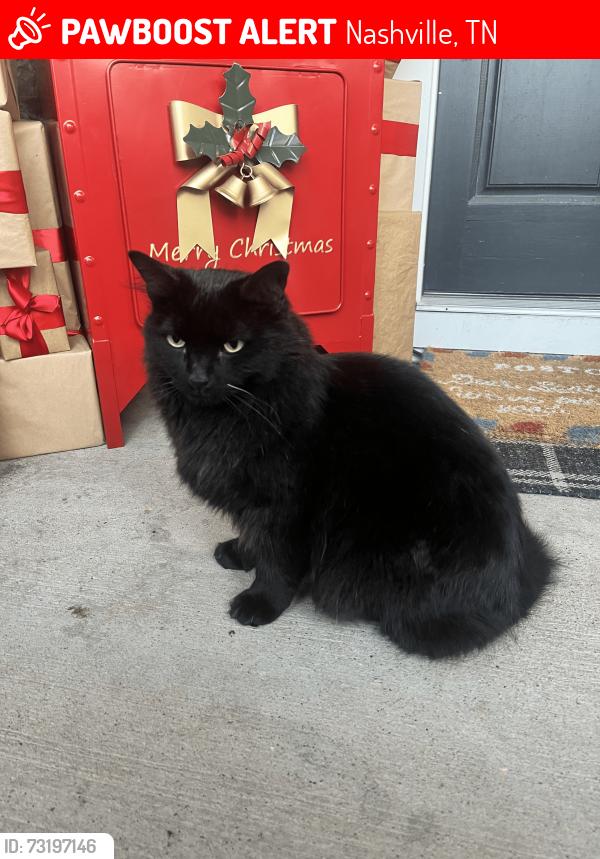 Lost Male Cat last seen Fatherland and 15th Street, Nashville, TN 37206