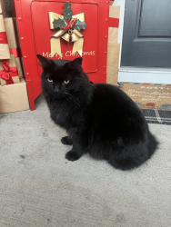 Lost Male Cat last seen Fatherland and 15th Street, Nashville, TN 37206