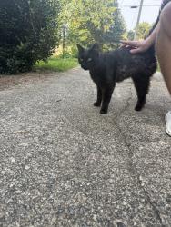 Reunited Unknown Cat last seen Clover Street, Athens, GA 30606