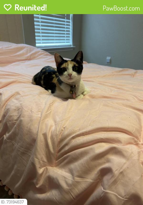 Reunited Female Cat last seen Near little Mohican Dr, Fort Worth, TX 76179