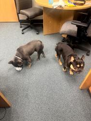 Found/Stray Male Dog last seen Near N 37th Ave, Phoenix, AZ 85019, Phoenix, AZ 85019