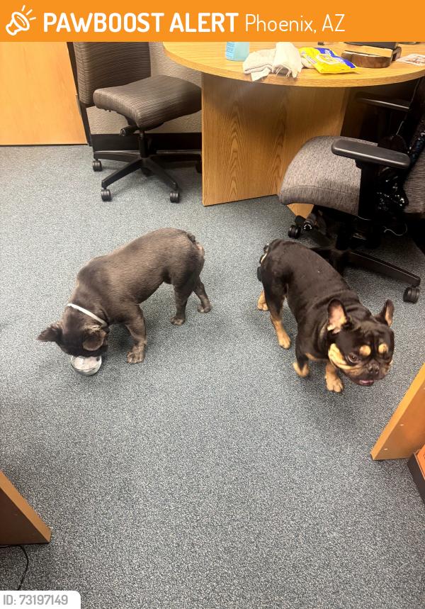 Found/Stray Male Dog last seen Near N 37th Ave, Phoenix, AZ 85019, Phoenix, AZ 85019