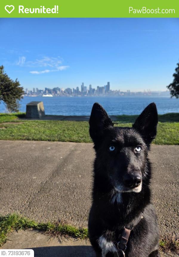 Reunited Female Dog last seen 112th and 74th ave, Puyallup, WA 98373