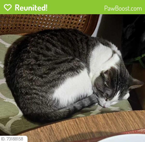 Reunited Male Cat last seen 96th and Chambers, Commerce City, CO 80022