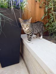 Found/Stray Female Cat last seen Lakeshore and Cecile, Dallas, TX 75214