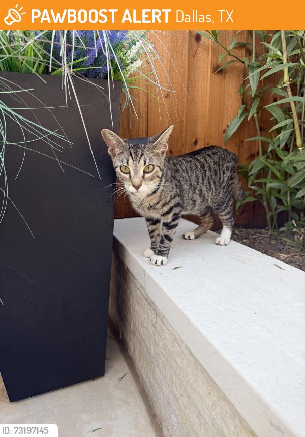 Found/Stray Female Cat last seen Lakeshore and Cecile, Dallas, TX 75214