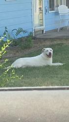 Found/Stray Female Dog last seen 52nd and hydraulic, Wichita, KS 67216