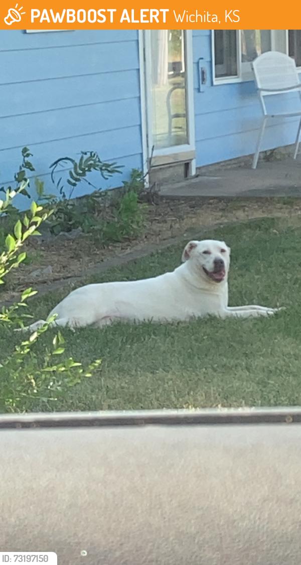 Found/Stray Female Dog last seen 52nd and hydraulic, Wichita, KS 67216