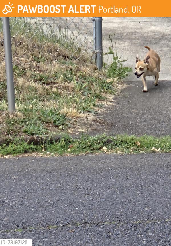 Found/Stray Male Dog last seen 139th and powell, Portland, OR 97236