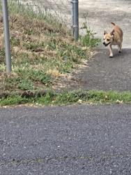 Found/Stray Male Dog last seen 139th and powell, Portland, OR 97236