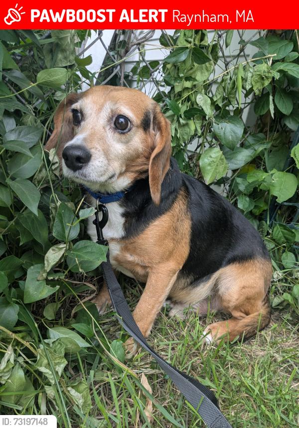 Lost Male Dog last seen Johnson recreational park, Raynham, MA 02767