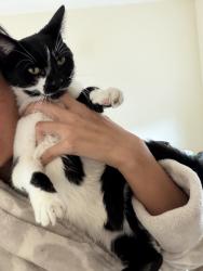Lost Female Cat last seen Running up the street, Rednal, England B45 0HS