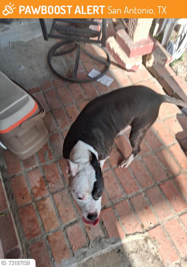 Found/Stray Male Dog last seen Basse rd in front of legacy school, San Antonio, TX 78213