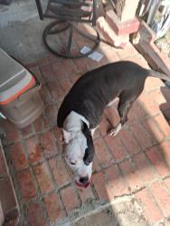 Found/Stray Male Dog last seen Basse rd in front of legacy school, San Antonio, TX 78213