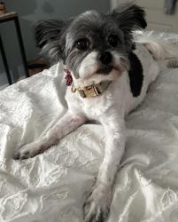 Reunited Female Dog last seen North Terrace Place near Morganton Post Office, Morganton, NC 28655