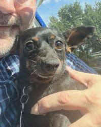 Found/Stray Male Dog last seen Division and Bowen, Arlington, TX 76012