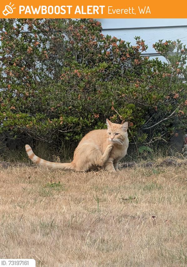 Found/Stray Unknown Cat last seen Randy's ring and ping, Everett, WA 98204