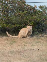 Found/Stray Unknown Cat last seen Randy's ring and ping, Everett, WA 98204