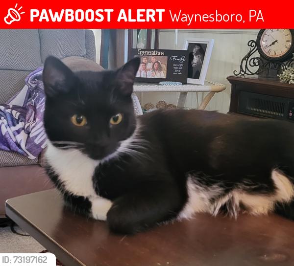 Lost Female Cat last seen Airport Road, Waynesboro, PA 17268