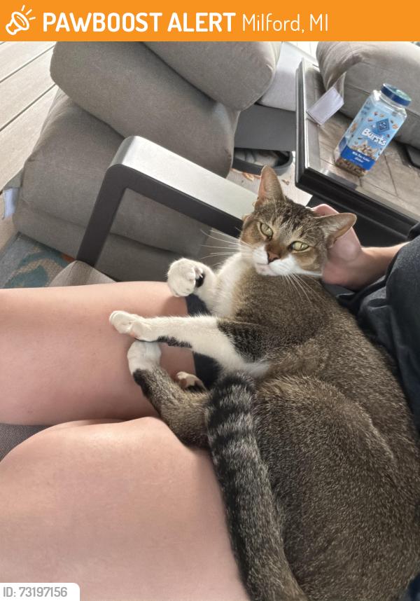 Found/Stray Unknown Cat last seen General Motors and Tall Timbers, Milford, MI 48380