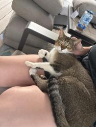 Found/Stray Unknown Cat last seen General Motors and Tall Timbers, Milford, MI 48380