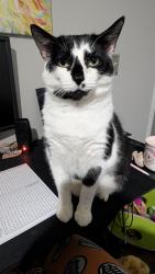 Reunited Male Cat last seen Polk Ave Johnson City Tn, Johnson City, TN 37604