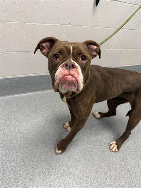 Shelter Stray Female Dog last seen Near, 2600 S Harding St, Indianapolis, IN 46221, USA