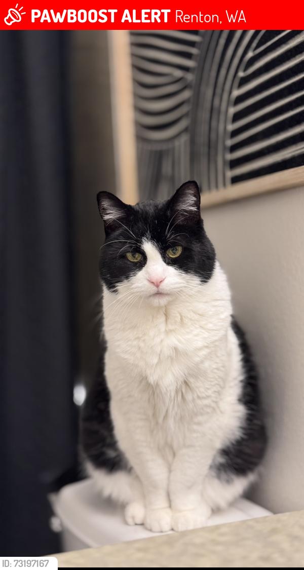 Lost Male Cat last seen Benson Down apmts, Renton, WA 98055