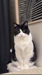 Lost Male Cat last seen Benson Down apmts, Renton, WA 98055