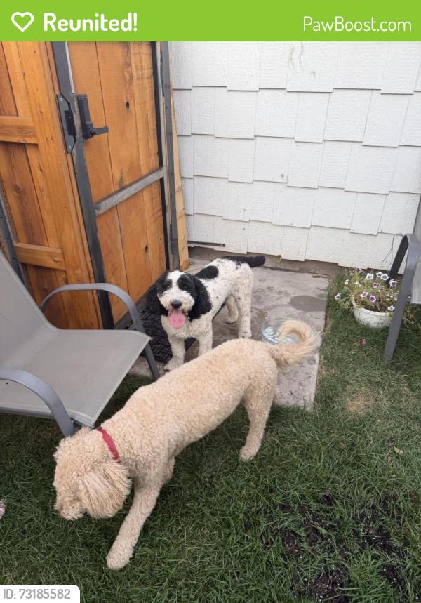 Reunited Unknown Dog last seen Near pinedale elementary school, Rapid City, SD 57702