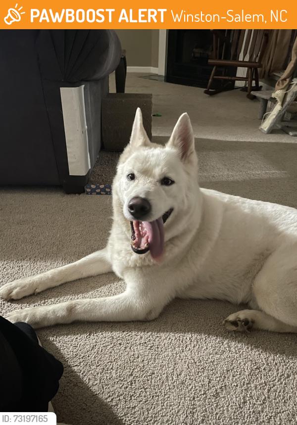Found/Stray Male Dog last seen Northwest and Thurmond Street, Winston-Salem, NC 27108