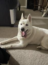 Found/Stray Male Dog last seen Northwest and Thurmond Street, Winston-Salem, NC 27108