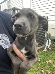 Shelter Stray Male Dog last seen Near BLOCK SE 48TH ST, OKLAHOMA CITY OK 73135, 2811 SE 29th St, Oklahoma City, OK 73129, USA