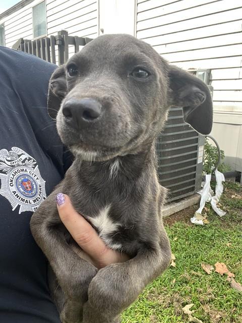 Shelter Stray Male Dog last seen Near BLOCK SE 48TH ST, OKLAHOMA CITY OK 73135, 2811 SE 29th St, Oklahoma City, OK 73129, USA