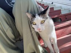 Reunited Male Cat last seen Near block of oak park near Mclatchy park and bimbo factory, Sacramento, CA 95817
