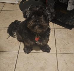 Reunited Male Dog last seen Close to Fire station on Trafalgar, Bella Vista, AR 72714