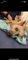 Found/Stray Female Dog last seen VCA in Fountain Valley, Fountain Valley, CA 92708