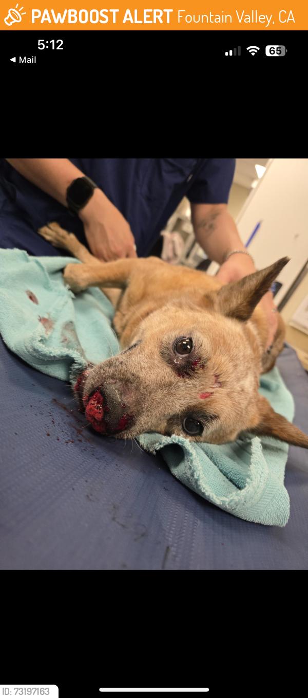 Found/Stray Female Dog last seen VCA in Fountain Valley, Fountain Valley, CA 92708