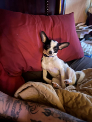 Reunited Male Dog last seen Hunters lodge road, Troy, VA 22974