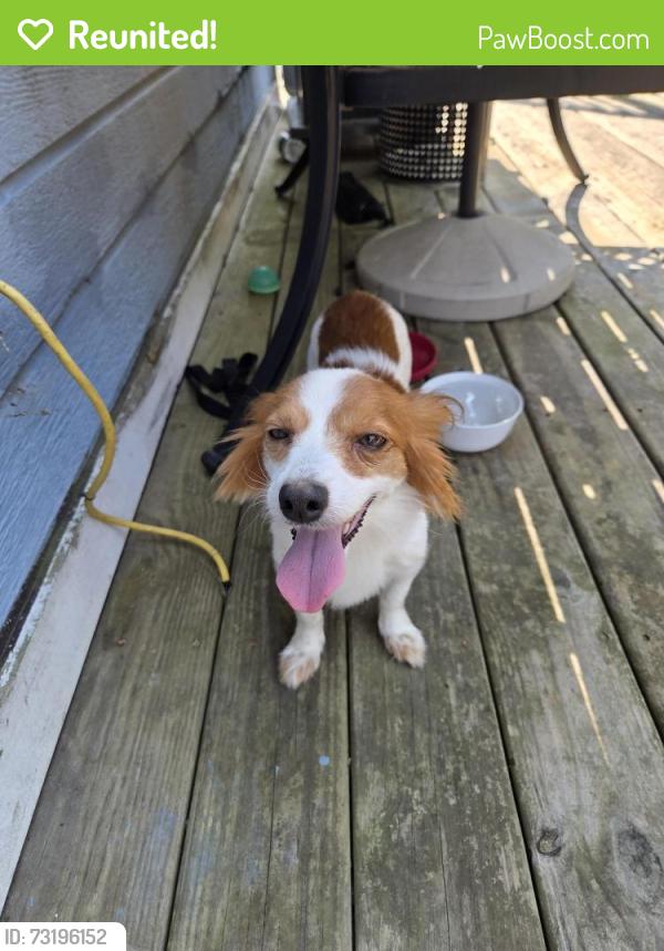 Reunited Female Dog last seen whitney Drive, Clay, AL 35048