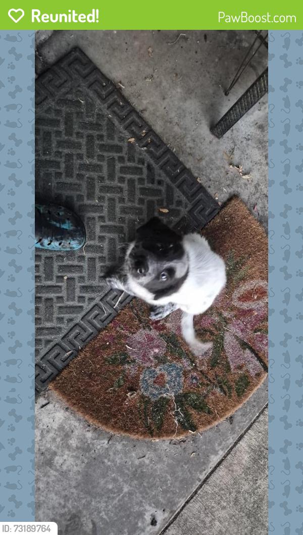 Reunited Female Dog last seen Ray Ellison, San Antonio, TX 78227